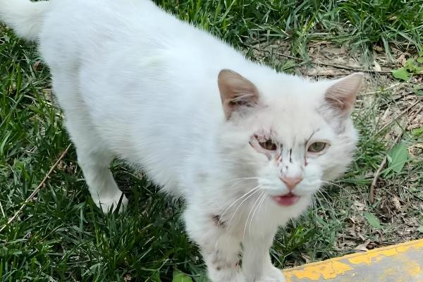 猫流口水还发臭的原因，首先考虑疱疹病毒感染