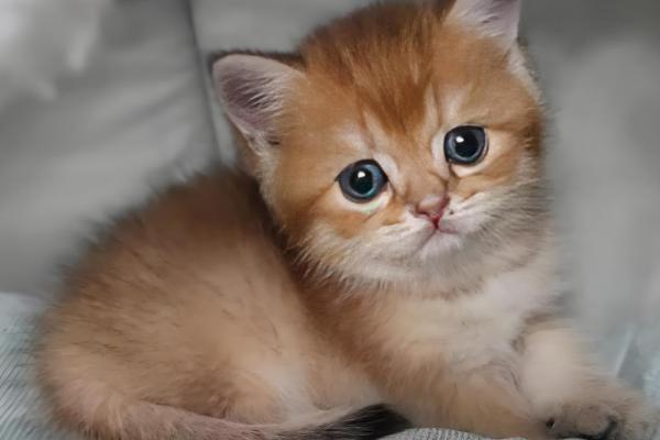 猫流口水还发臭的原因，首先考虑疱疹病毒感染