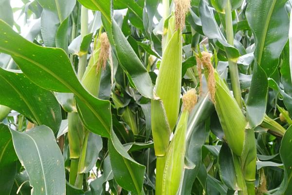 LG9958玉米种子特征特性，中抗禾谷镰孢穗腐病