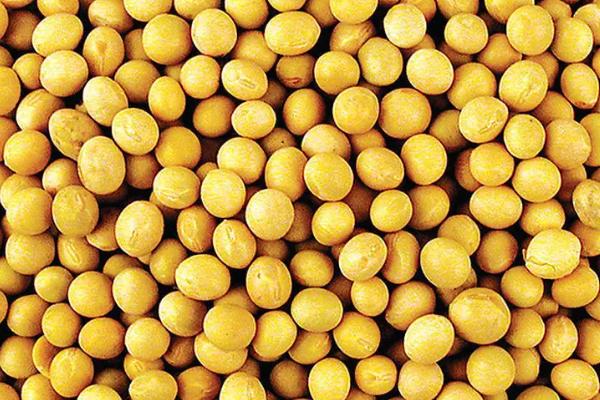 嘉粱豆1号大豆种子特点,适宜播期6月上中旬