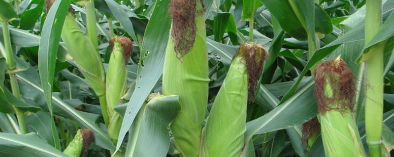 LG9958玉米种子特征特性，中抗禾谷镰孢穗腐病