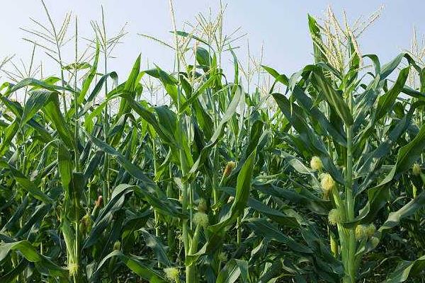 LG9958玉米种子特征特性，中抗禾谷镰孢穗腐病