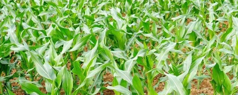 奇农3T玉米种子特征特性，适宜播期为6月5日～20日