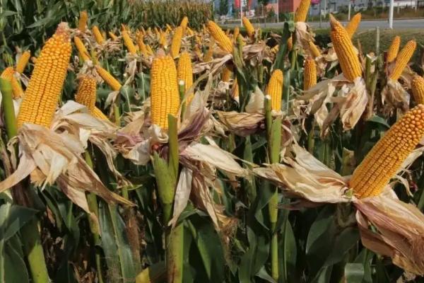 德朗168玉米品种的特性，中抗茎腐病