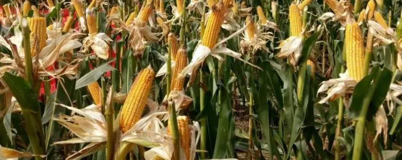 德朗168玉米品种的特性，中抗茎腐病