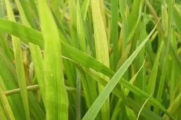 晶韵两优221水稻种子特征特性，全生育期125.6天