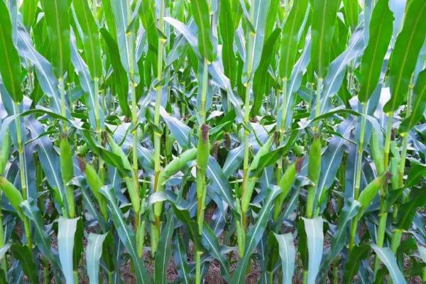 德朗168玉米品种的特性，中抗茎腐病