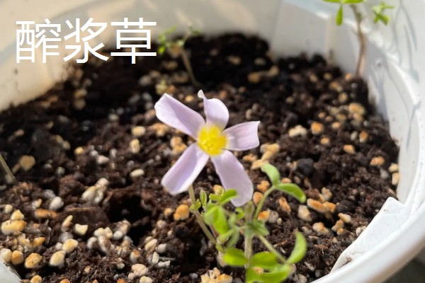 醡浆草好不好种,种植难度比较低