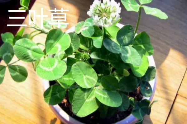 醡浆草好不好种,种植难度比较低