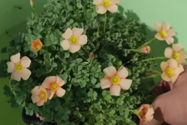 醡浆草好不好种,种植难度比较低
