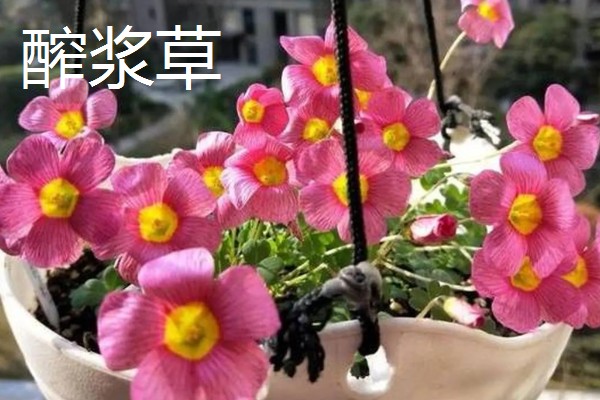 醡浆草好不好种,种植难度比较低