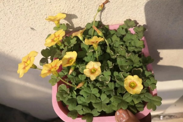 醡浆草好不好种,种植难度比较低