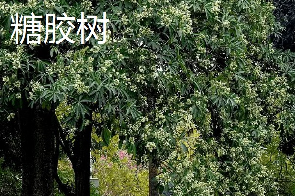 糖胶树的用途，可以保护生态环境