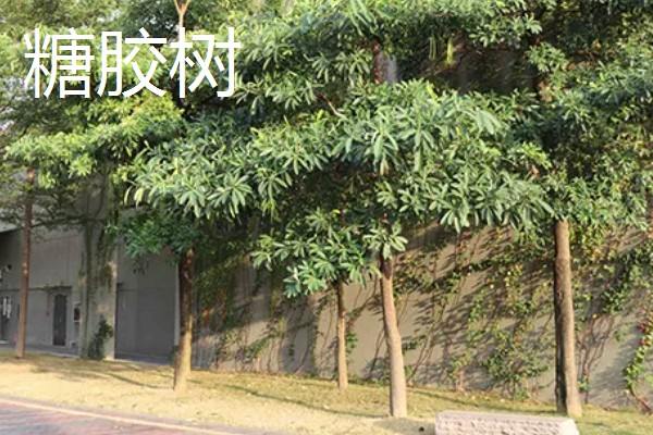 糖胶树的用途，可以保护生态环境