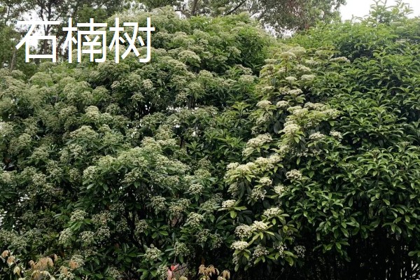 糖胶树的用途，可以保护生态环境