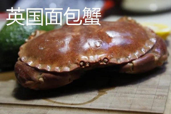 面包蟹的简介,属于黄道蟹、馒头蟹等蟹类的统称