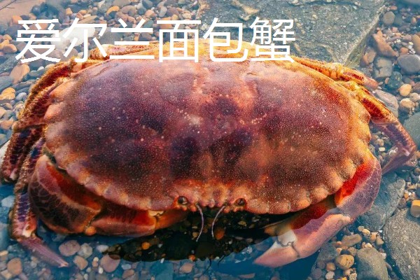 面包蟹的简介,属于黄道蟹、馒头蟹等蟹类的统称