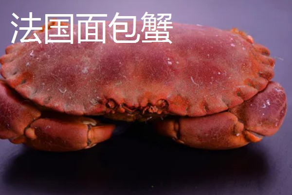 面包蟹的简介,属于黄道蟹、馒头蟹等蟹类的统称