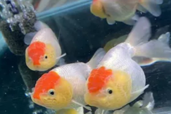狮子头金鱼的饲养方法，注意保持适宜的密度
