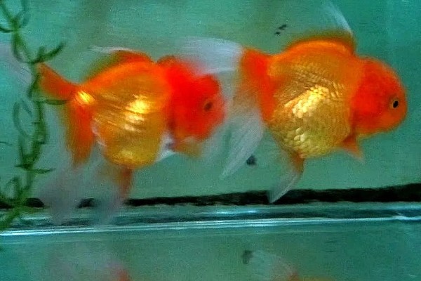 狮子头金鱼的饲养方法，注意保持适宜的密度