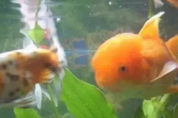 狮子头金鱼的饲养方法，注意保持适宜的密度