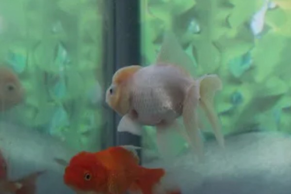 狮子头金鱼的饲养方法，注意保持适宜的密度