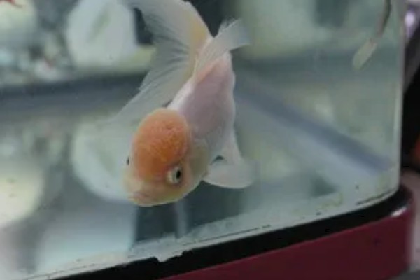 狮子头金鱼的饲养方法，注意保持适宜的密度