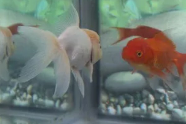 狮子头金鱼的饲养方法，注意保持适宜的密度