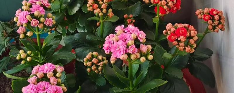 长寿花如何嫁接长寿花，可在春季2-3月份进行