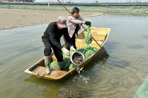 河蟹的养殖方法，蟹种要挑选优质品种的蟹