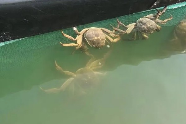 河蟹的养殖方法，蟹种要挑选优质品种的蟹