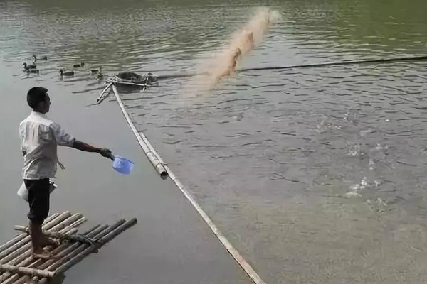 河蟹的养殖方法，蟹种要挑选优质品种的蟹