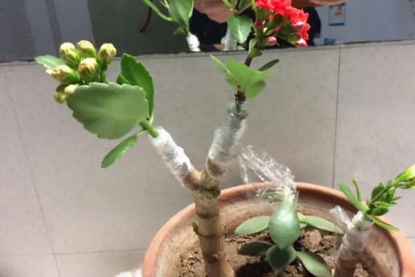 长寿花如何嫁接长寿花，可在春季2-3月份进行