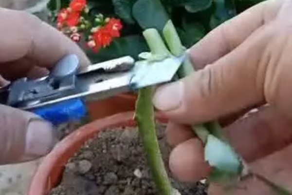 长寿花如何嫁接长寿花，可在春季2-3月份进行