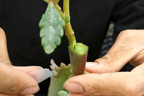 长寿花如何嫁接长寿花，可在春季2-3月份进行