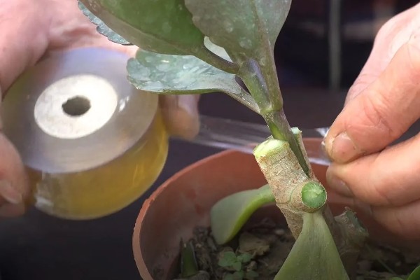 长寿花如何嫁接长寿花，可在春季2-3月份进行
