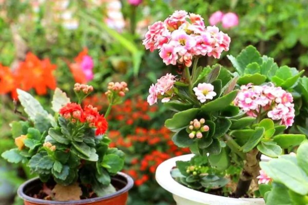 长寿花如何嫁接长寿花，可在春季2-3月份进行