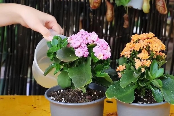 长寿花如何嫁接长寿花，可在春季2-3月份进行