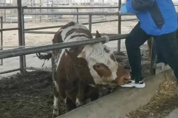 小牛出生多久可以打防疫苗,两个月的时候就可以