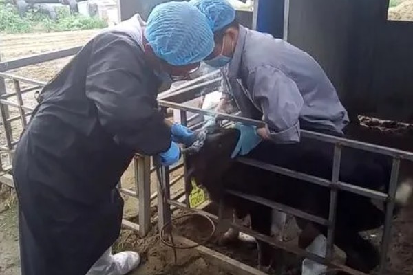 小牛出生多久可以打防疫苗,两个月的时候就可以