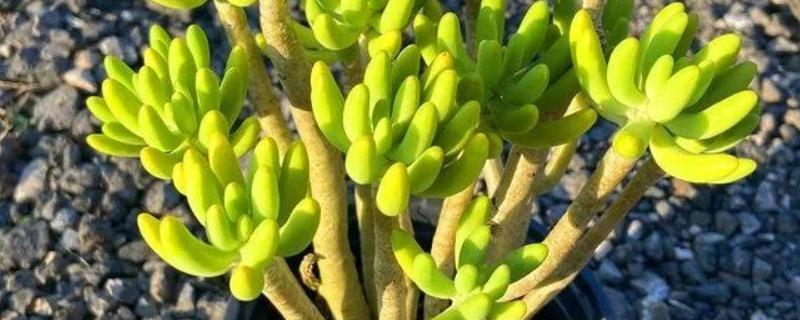 适合露养的多肉品种，有长生草和八千代等