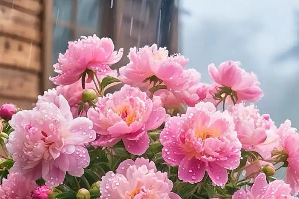 芍药花的养殖方法，苗期和花期每隔2-3天浇一次水