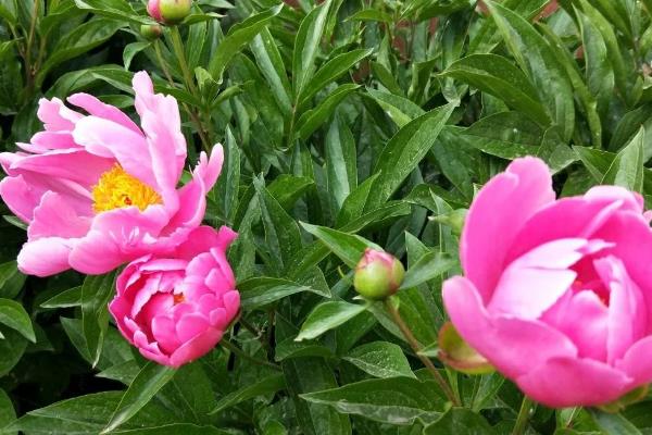 芍药花的养殖方法，苗期和花期每隔2-3天浇一次水