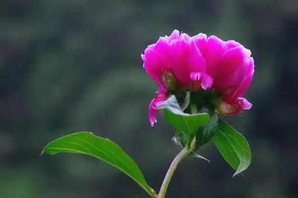芍药花的养殖方法，苗期和花期每隔2-3天浇一次水