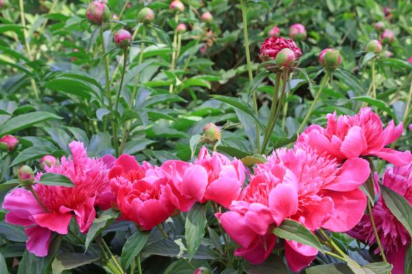 芍药花的养殖方法，苗期和花期每隔2-3天浇一次水