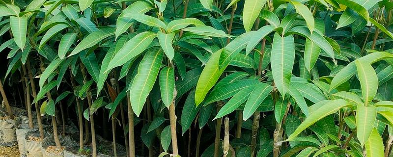 芒果的育苗方法，每天要在沙床上喷洒一点水