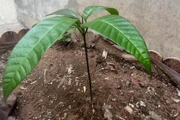 芒果的育苗方法,每天要在沙床上喷洒一点水