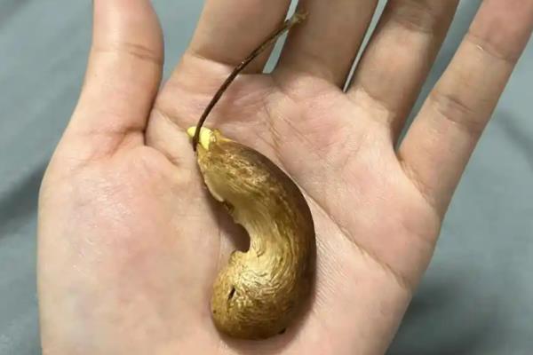 芒果的育苗方法,每天要在沙床上喷洒一点水