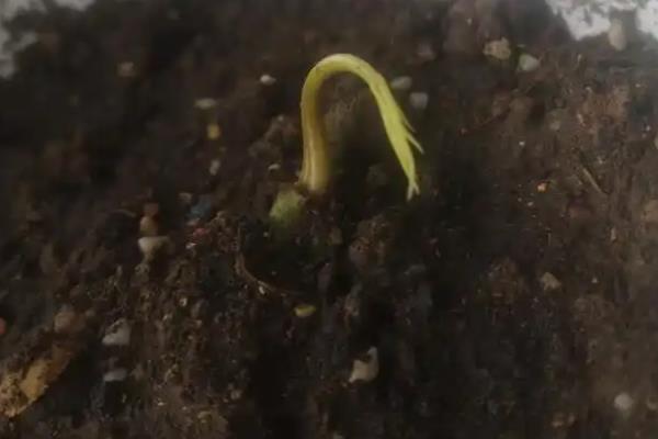 芒果的育苗方法,每天要在沙床上喷洒一点水