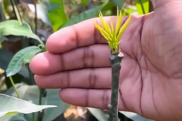 芒果的育苗方法,每天要在沙床上喷洒一点水